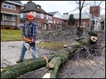  A city worker cuts a felled tree into smaller sections along Collingwood Boulevard.