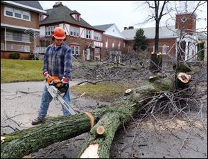 A city worker cuts a felled tree into smaller sections along Collingwood Boulevard.
