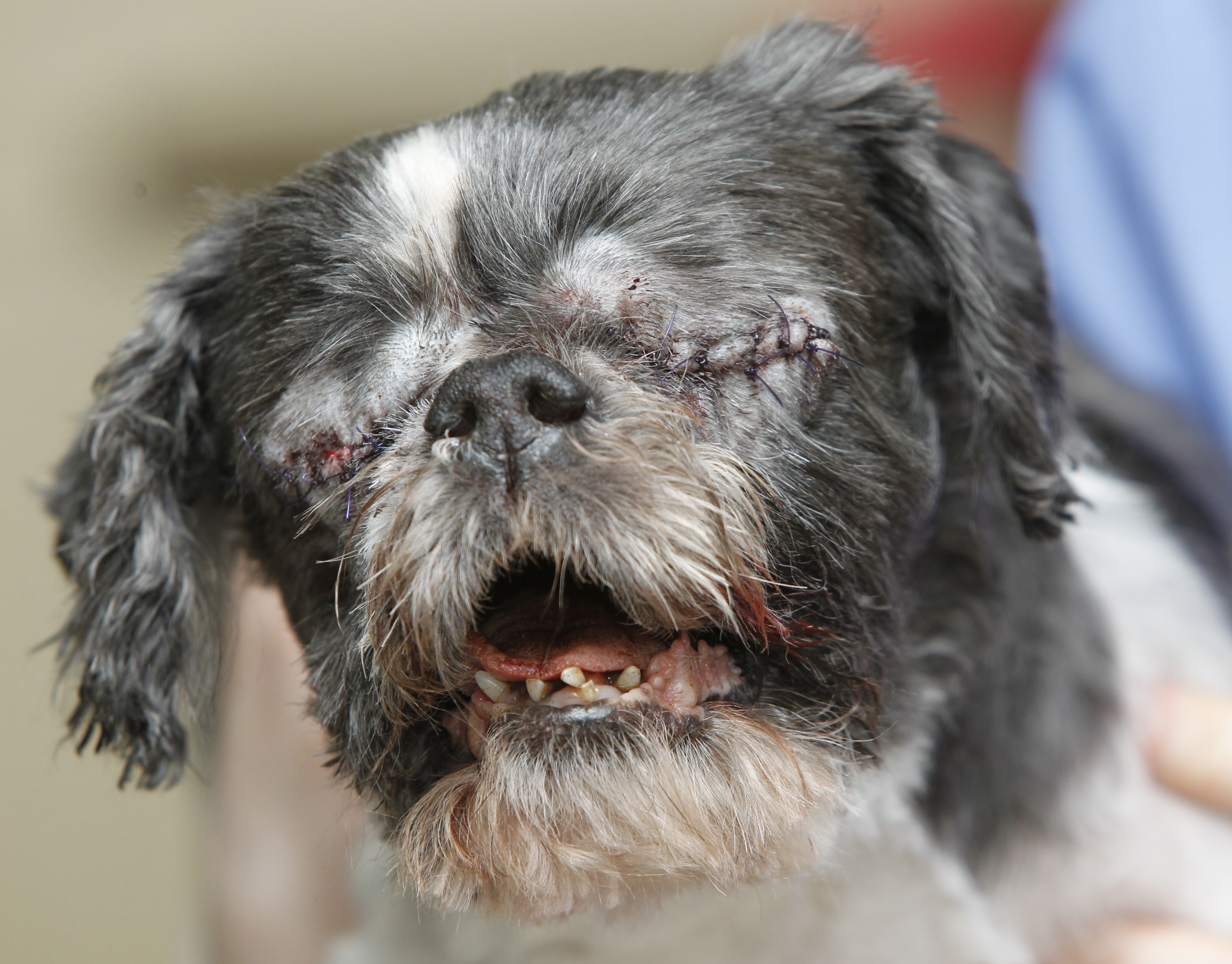 Blind Shih Tzu Stevie has eye treated for infections - The ...