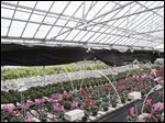  Lakeside Greenhouse located in Northwood.