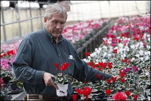 Lakeside Greenhouse owner, Walter Kruger Jr. checks the Cyclamen plants for Valentines Day.