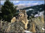  Various estimates place the population of gray wolves in Michigan at fewer than 700.  The gray wolf had been on the federal endangered species list until 2011.