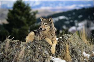 Various estimates place the population of gray wolves in Michigan at fewer than 700.  The gray wolf had been on the federal endangered species list until 2011.