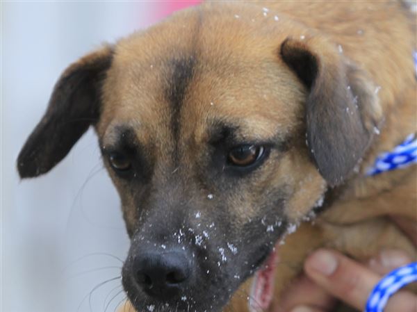 Lucas County Dogs Available for Adoption 6/12
