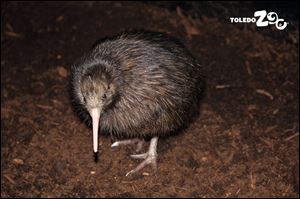 Female North Island brown kiwi chick hatched on January 12 at the Toledo Zoo. This is a first for the Zoo's Avian Breeding Center (ABC), an off-exhibit facility dedicated to breeding rare and endangered birds. Zoo staff is hand-rearing the chick, which as a precocial species was relatively mature and mobile soon after hatching. 
