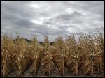  Corn growers had high hopes going into the 2012 planting season but the drought that began last spring hit the corn crop hard. As a result, corn prices skyrocketed and corn has become scarce in some regions, forcing 20 ethanol plants around the country to halt production. Most are not expected to resume production until after 2013 corn is harvested in late August or September.