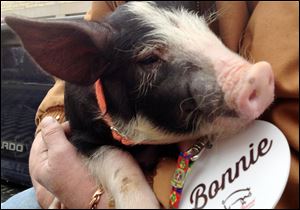 Bonnie, a Berkshire breed pig about 2 1/2 months old, waits for Iowa Gov. Terry Branstad to pardon her outside the governor's mansion Friday in Des Moines, Iowa. The pardon is a first for the governor and a celebration of the annual Blue Ribbon Bacon Festival that begins this weekend at the Iowa State Fairgrounds. 