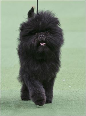 Banana Joe, an affenpinscher who won best in show during the 137th Westminster Kennel Club dog show, walks in the ring Tuesday at Madison Square Garden in New York.