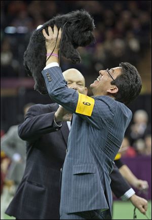 Ernesto Lara celebrates with Banana Joe, an affenpinscher, who won Best in Show, during the 137th Westminster Kennel Club dog show Tuesday at Madison Square Garden in New York.