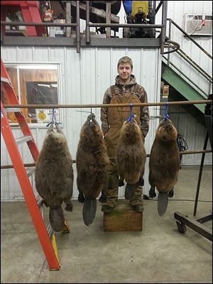 Quintin Keefer of Fayette shows off beavers he trapped at Iron Creek. Quintin works for his father repairing farm equipment when he is not trapping.