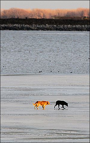 Two dogs were first spotted out on the ice about 9 a.m.