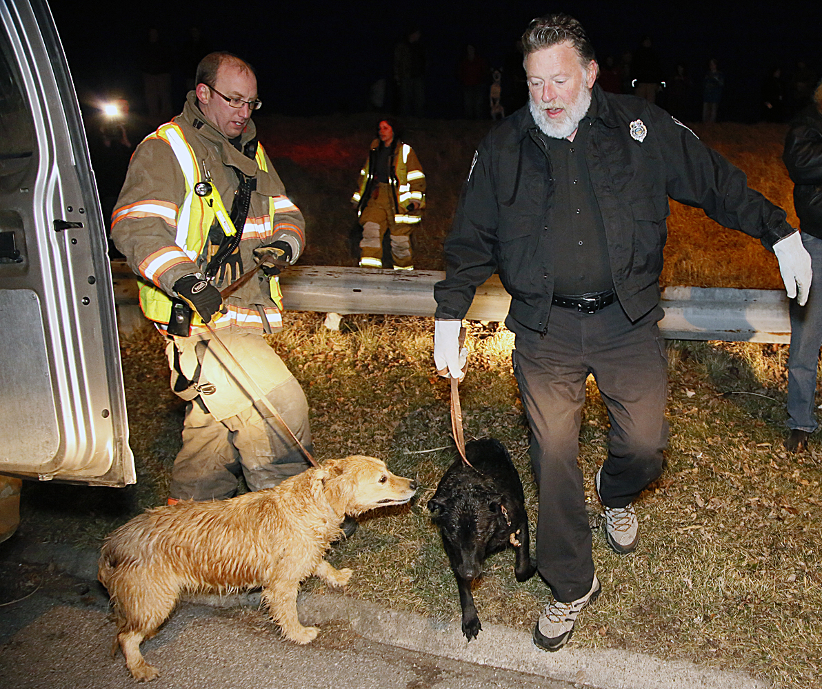 Retrievers stranded for 10 hours saved; residents relieved - The Blade