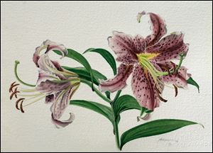 An illustration of an oriental lily by David Herzig. 