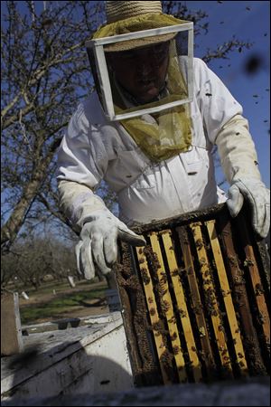Bee inspector Neil Trent of Scientific Ag Co. inspects a frame of bees to assess the colony strength near Turlock, Calif. Not enough bees covering a frame means an unhealthy hive, and fewer working bees to pollinate California's almond bloom, which starts mid-February.