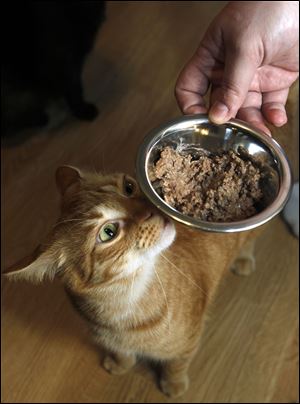 Crystal Lawson gives her cat Joey canned prescription cat food. Dry food doesn't cause blockages, but veterinarians say it can aggravate the problem.