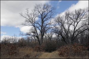Wildwood Preserve Metropark will undergo intensive restoration work that will result in improved habitat for numerous species, including birds, more than 50 types of butterflies, and many types of rare, native plants.