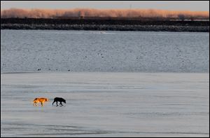 Two dogs stranded on the ice on Lake Erie Friday have been claimed by their owner. 