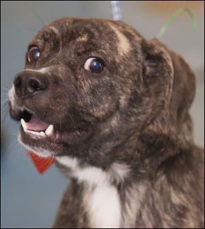 Pound# 5028; Dudley; Male hound/beagle.
