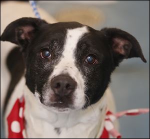 Pound# 5116; Rose; Female lab.