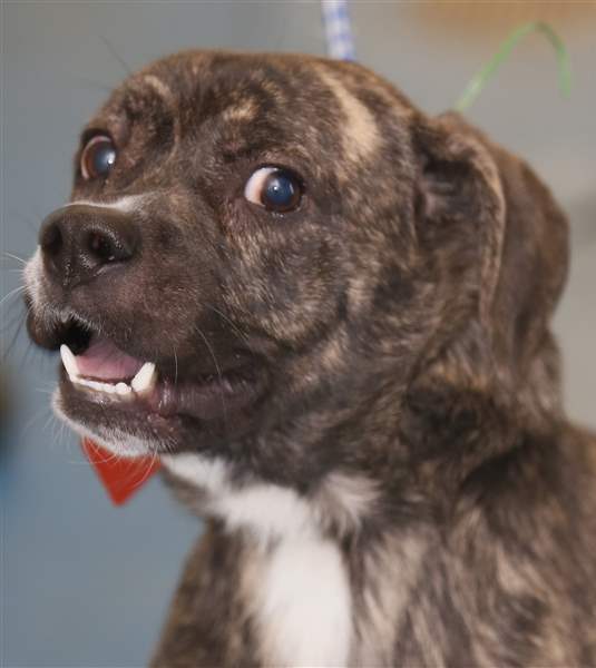 Pound-5028-Dudley-Male-hound-beagle