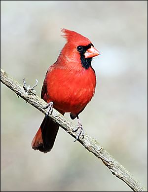 A northern Cardinal will populate the lists of backyard bird counters this year.