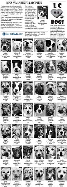 Dogs-for-adoption-Feb-24