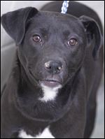 Lady Bird, a female Lab/Terrier mix, Animal ID 000062.