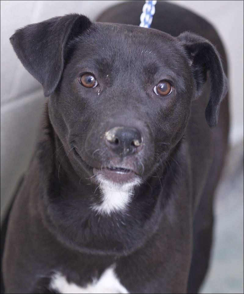 Lucas County dogs for adoption 3/2 Toledo Blade