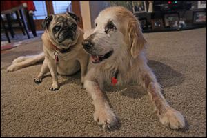 Mugsy, a pug, sits next to his best buddy, Hayes. Owners Debbie and Ken Balogh say they don’t mind the extra work of taking care of their special needs. ‘They are part of your family,’ Ken Balogh says.
