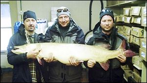 Joe Seeberger, center, of Portage, Mich., holds a world-record muskie with the help of his brother, Chuck (left), and Jason Orbeck. It was caught  Oct. 13 at  Lake Bellaire in Antrim County, Michigan.