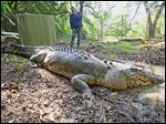  The 17-foot saltwater crocodile, simply called the ‘Big Guy’ in his native country, now resides in a mud hole at a crocodile sanctuary in Darwin, Australia. He’s also called a nuisance after killing too many cows in the wild.
