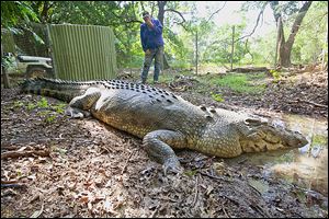 The 17-foot saltwater crocodile, simply called the ‘Big Guy’ in his native country, now resides in a mud hole at a crocodile sanctuary in Darwin, Australia. He’s also called a nuisance after killing too many cows in the wild.