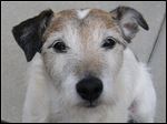  The Jack Russell terrier named Jack that swallowed 111 pennies.