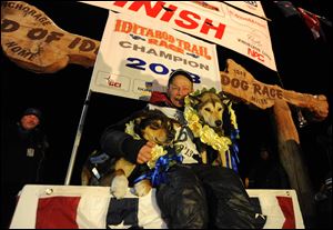 Mitch Seavey became the oldest winner, a two-time Iditarod champion when he drove his dog team under the burled arch in Nome on Tuesday evening, March 12, 2013. He sits with his two lead dogs, Tanner, left and Taurus, right.