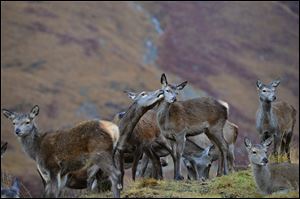 Red deer hinds graze in Glen Etive, Scotland. Wild­life bi­ol­o­gists say the U.K. has more deer than at any time in the re­gion’s his­tory since the last Ice Age.