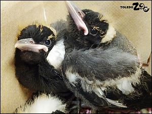 Australian magpies chicks hatched at the Toledo Zoo on Feb. 6 will be on exhibit in Nature's Neighborhood starting May 24. .  