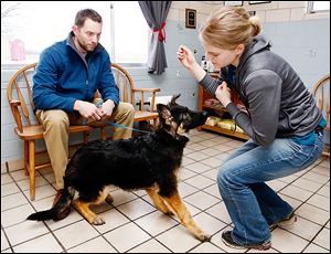Dr. Ryan Zimmerman of Westview Veterinary Hospital in Fremont and his assistant, Emily Fray, work with Cain, a 17-week-old German Shepherd that bit its owner and sent her to the hospital with injuries. Dr. Zimmerman is hoping to rehabilitate the puppy.