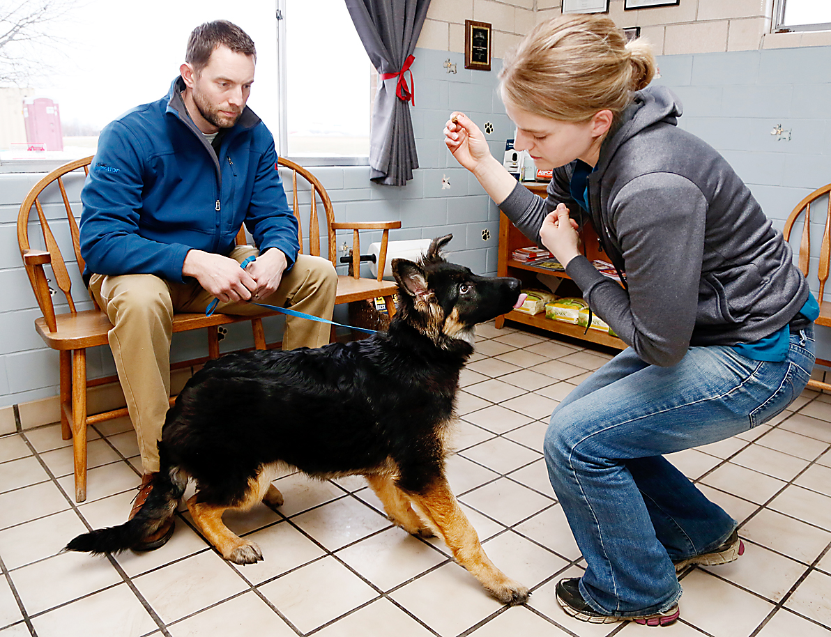 Fremont veterinarian giving pup that bit owner new life The Blade