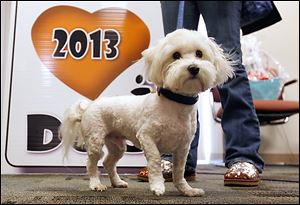 Maserati, a Havanese, is this year’s ‘Pick of the Litter’ winner.