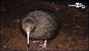 The female North Island Brown Kiwi chick hatched January 12 at the Toledo Zoo.