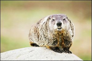 Groundhogs, once rare in Ohio, can be found in all 88 coun­ties. They emerge from a ‘pro­found hi­ber­na­tion’ each spring.