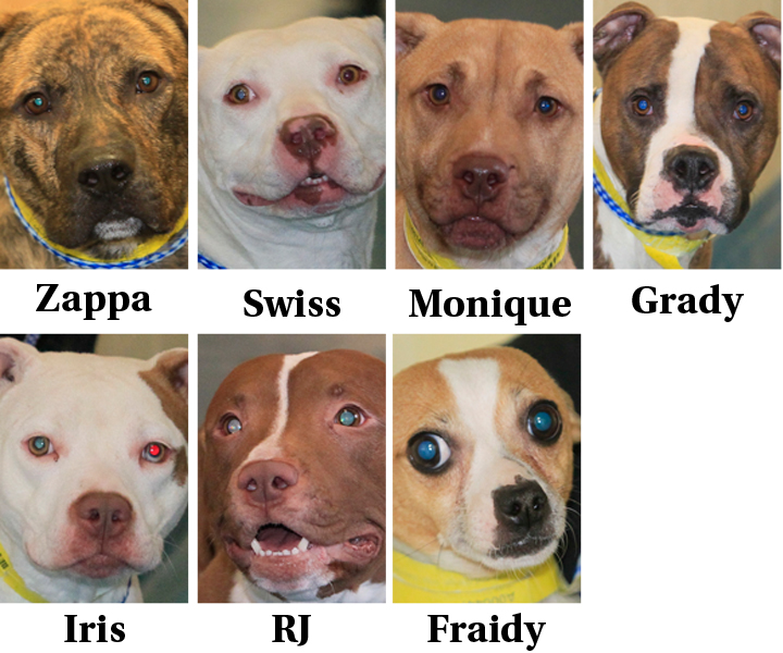 Lucas County dogs for adoption: 3/29 - The Blade
