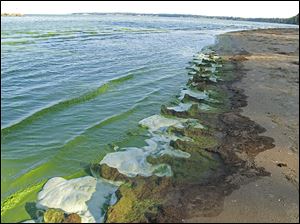 Toxic algae lines the shores of Lake Erie at East Harbor State Park in Ottawa County. A new study suggests that algae could be more common if global warming and current farming practices continue.