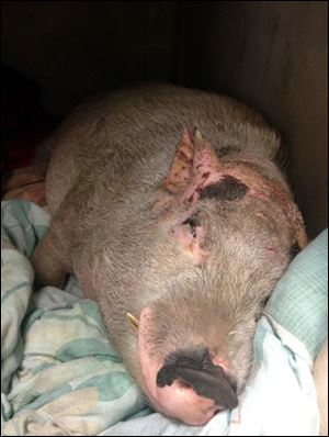 Oscar, a pet pig, is recovering from 23 stab wounds after a man unleashed his two pit bulls on and stabbed the animal 23 times in front of children and other onlooker in a Springfield, Ga. trailer park. 