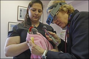 Dr. Susan Orosz, right, assisted by Katie Clifford, examines a Military Macaw named Kaylee at her Bird and Exotic Pet Wellness Center in Sylvania Township. Dr. Orosz will be among six  people inducted into the Woodward High School Hall of Fame on April 20 at the Inverness Club.  