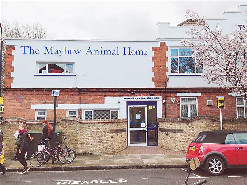 Mayhew-Animal-Home-London