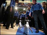  Penguins from SeaWorld are escorted by their handlers on the floor of the New York Stock Exchange during the company's IPO today.