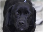  Jenna, a female Cocker Spaniel.