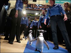 Penguins from SeaWorld are escorted by their handlers on the floor of the New York Stock Exchange during the company's IPO today.