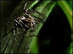  Western lynx spider, found a species found in the local Oak Openings region, by Richard Bradley. From the Spiders exhibit.